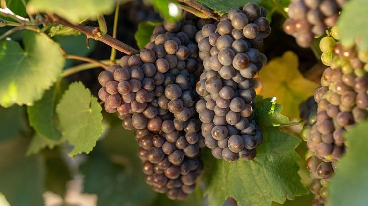 ������� �������� � ���� ������: ������� �������� ����