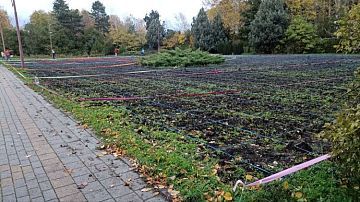 Краснодар готовится стать тюльпановой столицей с осени: в Ботаническом саду кипят работы (фотоэксклюзив)