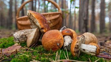 ������! ������ ��������� �� ����������� ����������: � ��� ������������� �������