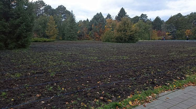 Краснодар готовится стать тюльпановой столицей с осени: в Ботаническом саду кипят работы (фотоэксклюзив)  Краснодар готовится стать тюльпановой столицей с осени: в Ботаническом саду кипят работы (фотоэксклюзив)