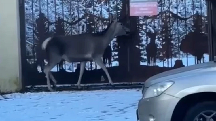 � ���� �� ������ ������ �������: ��� � ���� � ��� � �������!