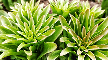 ������� �� �������� ����������� �� ������