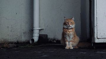    ,  -   ?