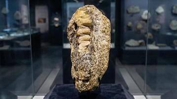 � ������������ ����� ���������� �������� ������ � ���������� �������� ����