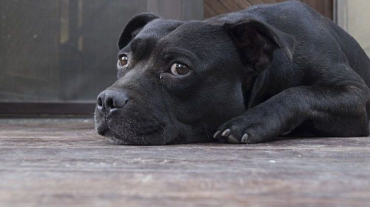 ������� �����������: ������ ���������� �� ������ �� ������, ����� �� �� �������