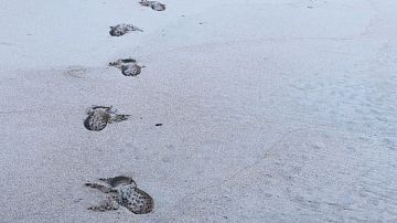 ����� ����� ���������� ����� ����� ������: ����� ����������� ����