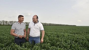 Поля Кубани: до ЧС не дошло, но недобор зерна будет