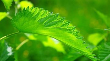 �������� �������� ��� ������� - �������! ���������� ������ � ��� ��������� ��������