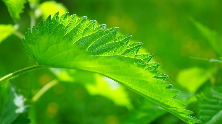 �������� �������� ��� ������� - �������! ���������� ������ � ��� ��������� ��������