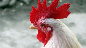 ������� ������������? ������ ���� ������� ��-�� �������� ������