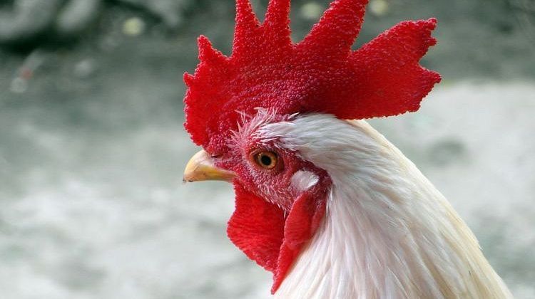 ������� ������������? ������ ���� ������� ��-�� �������� ������