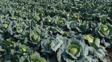 ������ ��������. ����� � ������� ���