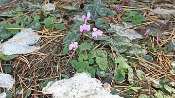 �� ������ ���������� �������� �������: �������  - �������, � �������� ������� �����