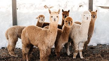 ����������� �������: �� ������� "���� �����" �������� ��� ���������� ��������