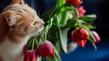 ������� �������: ����� ����� � ������� ������ ��� �������� ��������