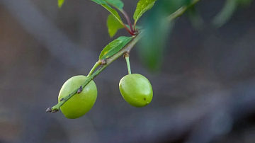 ������ �������: � ������������� ����� �������� ����� ����� �������� ��������