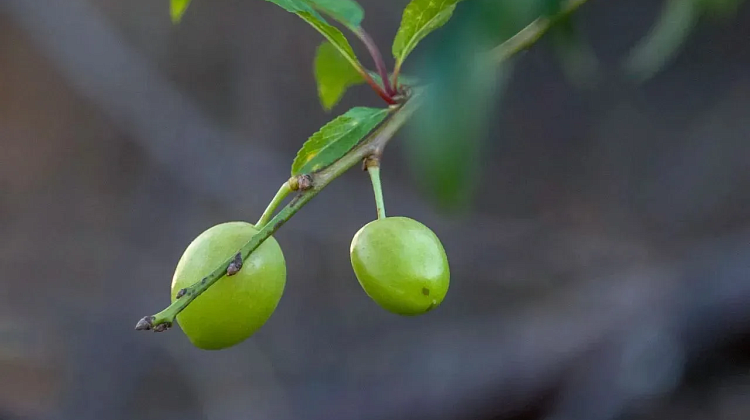 ������ �������: � ������������� ����� �������� ����� ����� �������� ��������