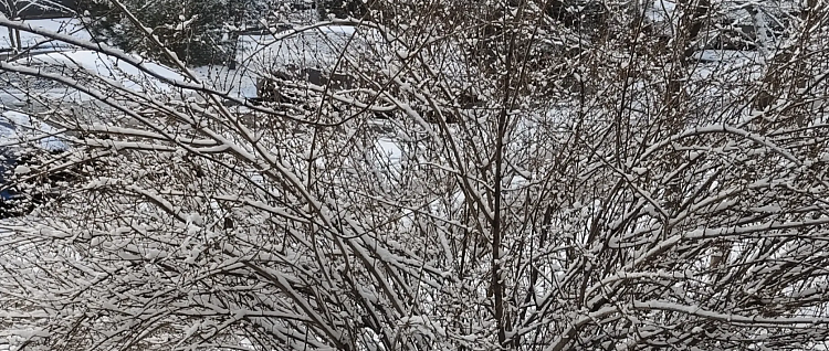 ������ �� ������: ����������� �� ���� �� ������ ����, ��������� � �� ���������