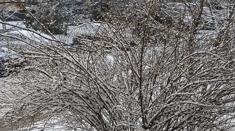 ������ �� ������: ����������� �� ���� �� ������ ����, ��������� � �� ���������