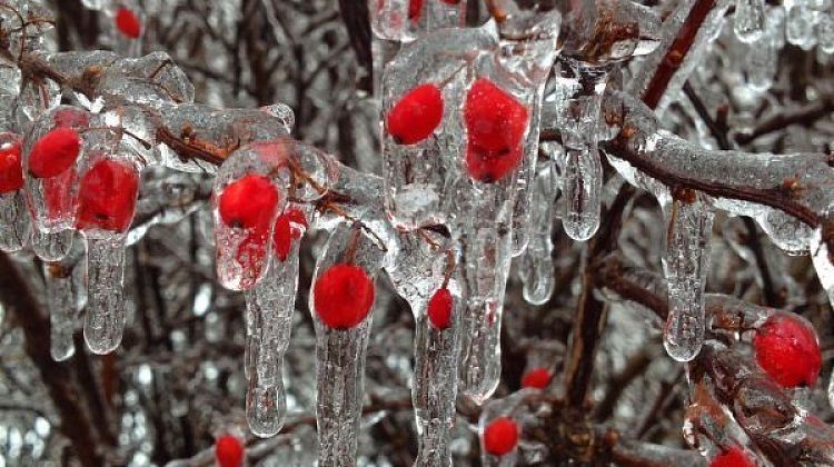 ���� ������������ �� ������: ������ ��������� � ��������� ��� 