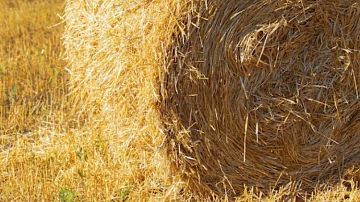 ������ ����� �� ������: �������� �������� ������� ��� 1250 ����� ������