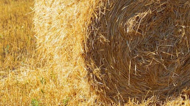 ������ ����� �� ������: �������� �������� ������� ��� 1250 ����� ������