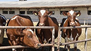 ������ � ���������� ����� ����� ��������?