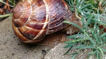 ��� ���������� �� ������� � ������: ������� �������� ��������, ������� ������� ������