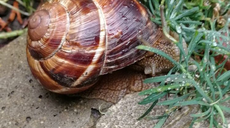 ��� ���������� �� ������� � ������: ������� �������� ��������, ������� ������� ������