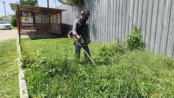 В Краснодаре работают комиссии по выявлению участков с амброзией: куда можно сообщить о зарослях
