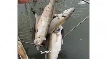      -    :  