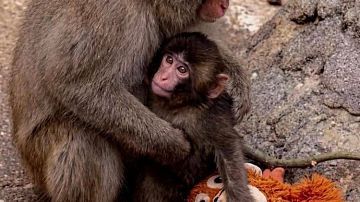 ��� ������� ���������� �������� ����� �� ����: ������� ���������� ����� 