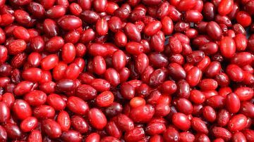 Большая польза кизила, какой лучше - садовый или лесной, и как отличить