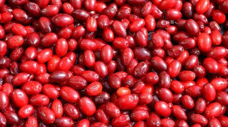 Большая польза кизила, какой лучше - садовый или лесной, и как отличить Большая польза кизила, какой лучше - садовый или лесной, и как отличить