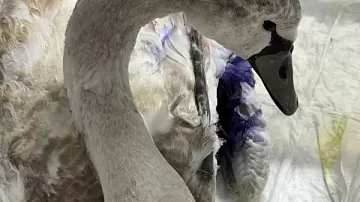 ������� ������� ��� �����������: ������ ����� ������� ��� �������