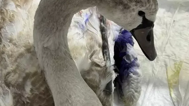 ������� ������� ��� �����������: ������ ����� ������� ��� �������