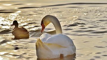 � ����� ������ ����� � ������� ����: ��� ��������� ��������� ��������� �����