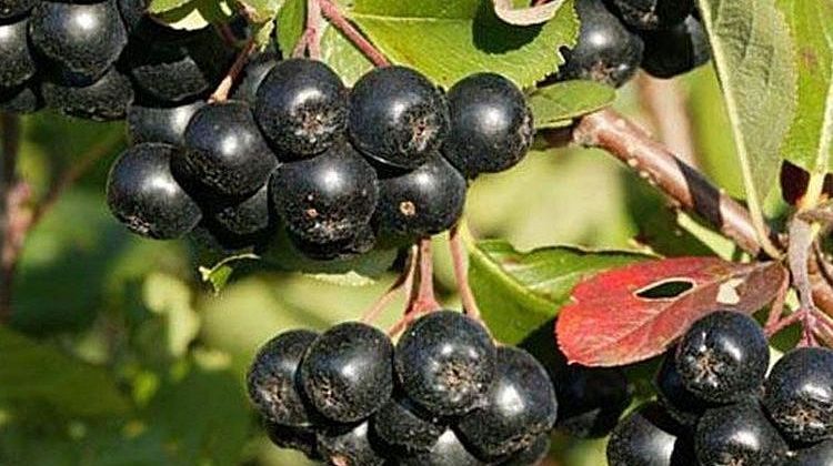 ������������ ������: ������ ������ ����� �������� �� ��� ����������� �����?