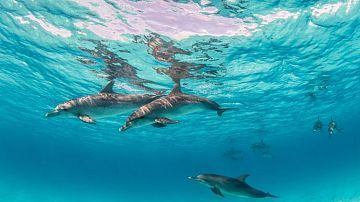 � ����� ������� ��������� ��� ���������: ��� ��� ��������