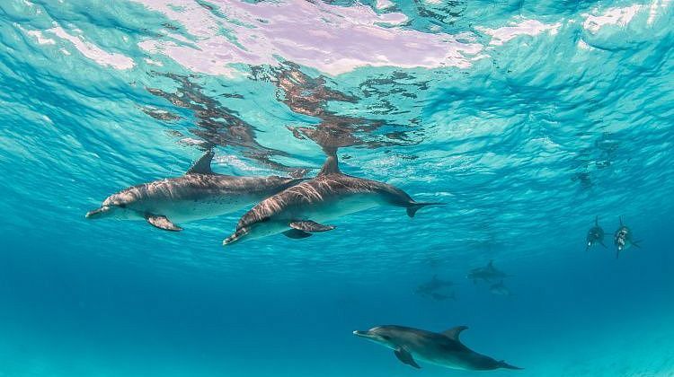 � ����� ������� ��������� ��� ���������: ��� ��� ��������