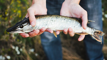 �������� ����: ������ � �������������� ������ ������� ������ ������