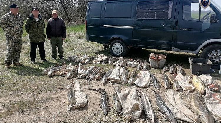 Ценный улов стал уликой: на Кубани судят браконьеров за краснокнижную рыбу  Ценный улов стал уликой: на Кубани судят браконьеров за краснокнижную рыбу