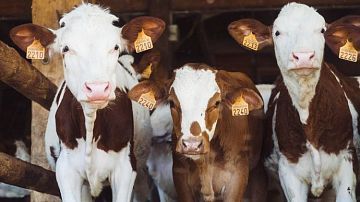 �� � ������! ������� ������ �������� ������: ����������� ������� ������� ��������