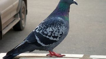 250      :       
