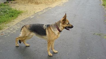 ������� ������ �� ������������ ������� � ����������: �������� ���� �������� 