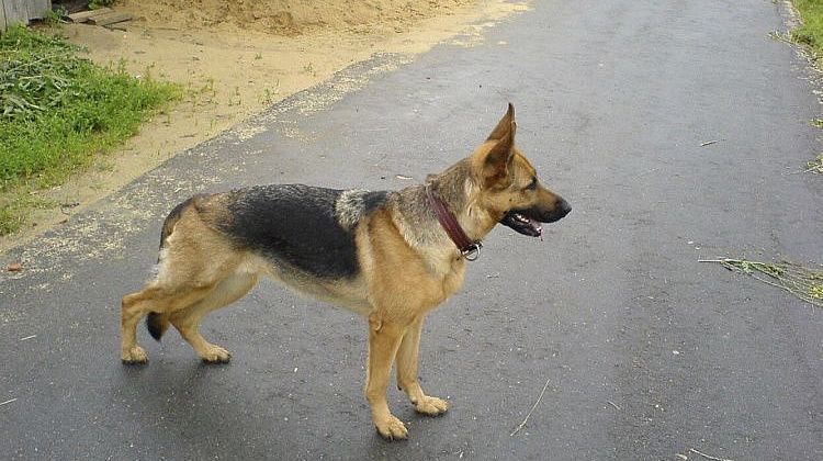 ������� ������ �� ������������ ������� � ����������: �������� ���� �������� 