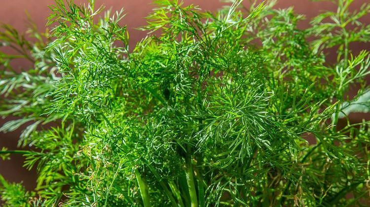 Лучше сушить или морозить? Как заготовить зелень на зиму Лучше сушить или морозить? Как заготовить зелень на зиму