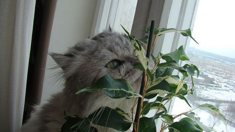 �������� �������� �����: ������� ������, ���� ������ ������ � �������