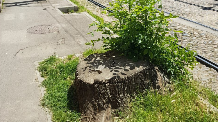 На одной из зеленых улиц Краснодара вырубили деревья: когда высадят новые?