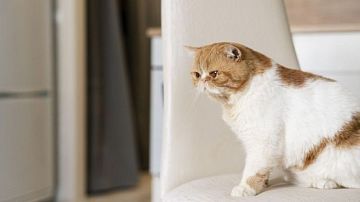 ������ ����� ��������� ����� ���: ������� ���� � ����� ����� ������ �����